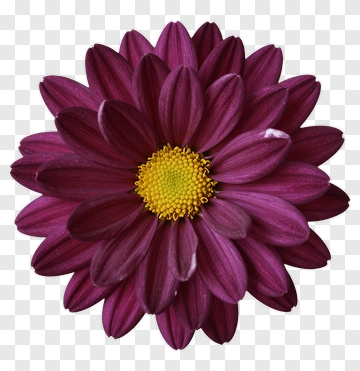 Purple Chrysanthemum With Yellow Center PNG