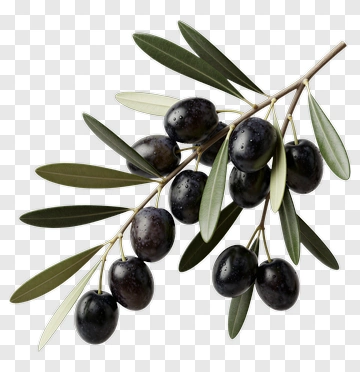 Black Olives On Olive Branch PNG