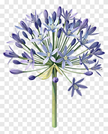 Blue Allium Flower PNG
