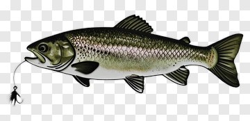 Trout With Fishing Lure PNG