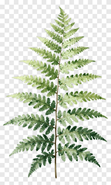 Watercolor Fern PNG