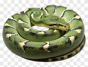 Coiled Green Snake With Yellow And Black Markings PNG
