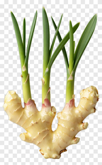 Fresh Ginger With Green Sprouts PNG