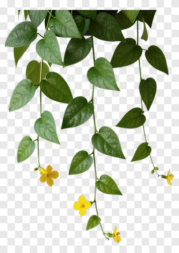 Hanging Plant With Green Leaves And Yellow Flowers PNG