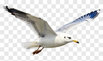 Seagull In Flight PNG