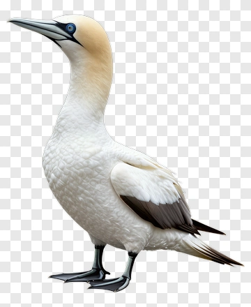 Gannet PNG