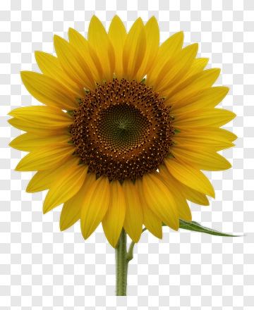 Sunflower PNG