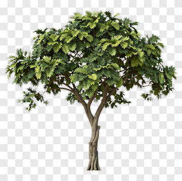 Tree With Dense Green Leaves PNG