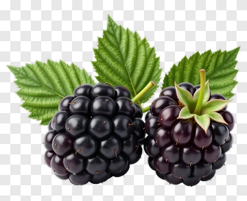 Two Blackberries With Leaves PNG