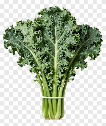 Fresh Kale PNG