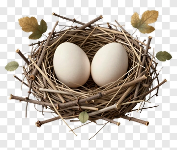 Bird Nest With Two Eggs PNG