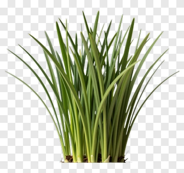 Green Plant With Long Leaves PNG
