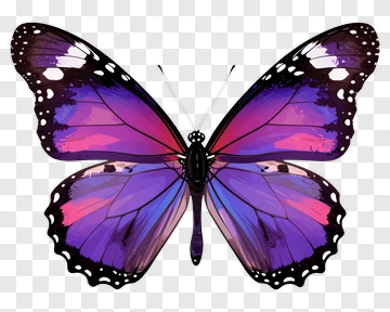 Purple And Pink Butterfly PNG