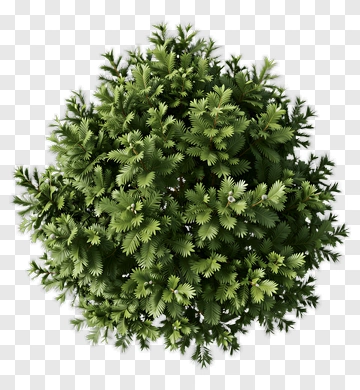Top View Of Evergreen Tree PNG