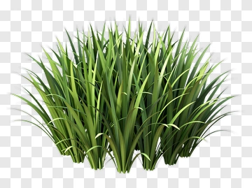 Green Grass Cluster PNG