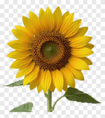 Sunflower With Green Leaves PNG