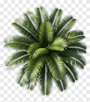 Sago Palm Top View PNG