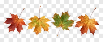 Four Maple Leaves In Autumn Colors PNG