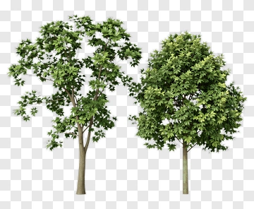 Two Trees With Full Canopies PNG