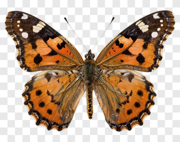 Orange And Black Butterfly PNG