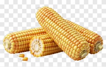 Yellow Corn Cobs PNG