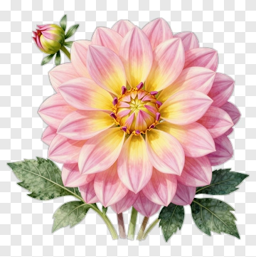Pink And Yellow Dahlia Flower PNG