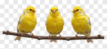 Three Yellow Canaries Perched On A Branch PNG