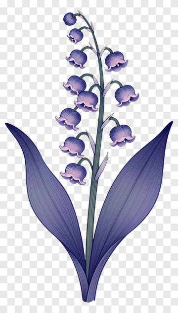 Lily Of The Valley PNG