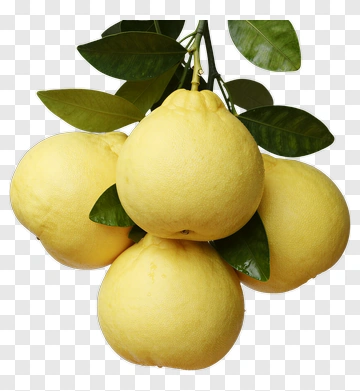 Cluster Of Citron Fruits With Leaves PNG
