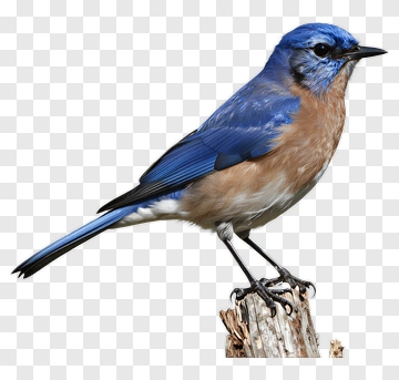 Blue Bird Perched On Stump PNG