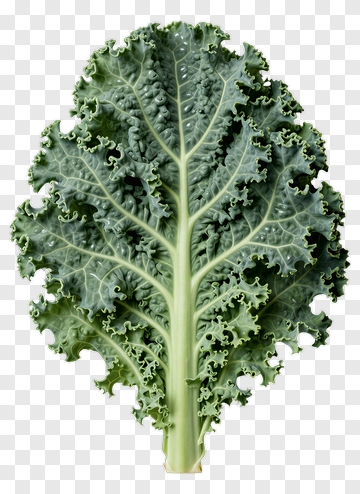 Fresh Kale Leaf PNG