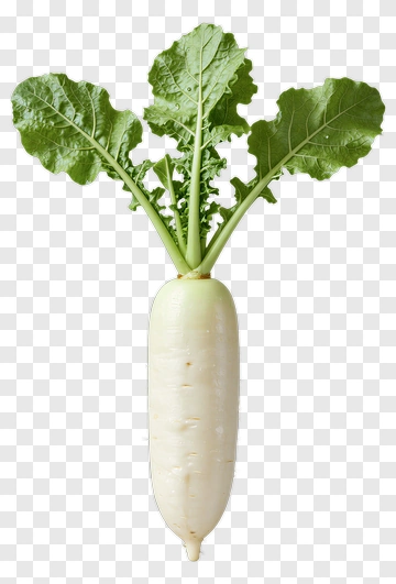 Fresh Radish With Green Leaves PNG