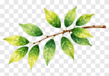 Watercolor Branch With Green And Yellow Leaves PNG