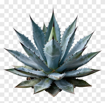 Blue Agave Plant PNG