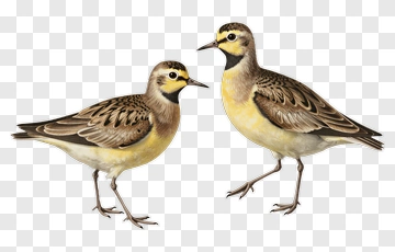 Two Yellow-bellied Birds Standing Together PNG