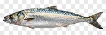 Silver Fish With Blue And Gold Scales PNG