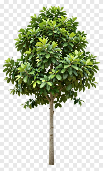 Leafy Green Tree PNG