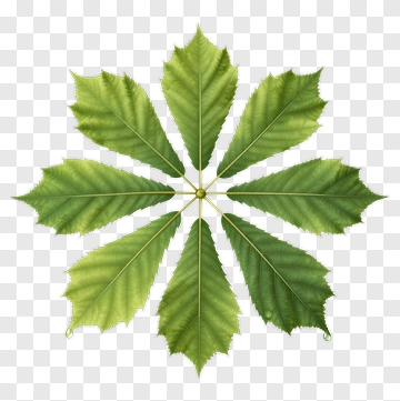 Leaf With Water Droplets PNG