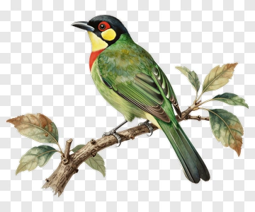 Colorful Bird Perched On Branch PNG