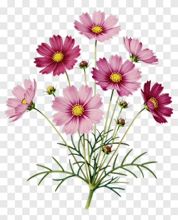 Cosmos Flower Bouquet PNG