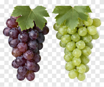 Two Grapes Clusters With Vine Leaves PNG