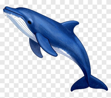 Blue Dolphin Illustration PNG