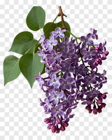 Lilac Flowers With Green Leaves PNG