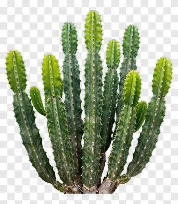 Green Cactus PNG