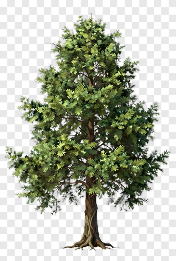 Detailed Illustration Of A Conifer Tree PNG
