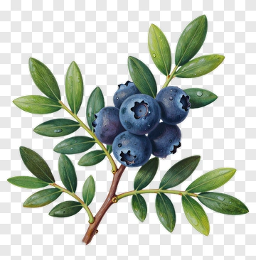 Blueberry Branch With Green Leaves PNG