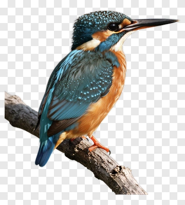 Kingfisher Perched On Branch PNG