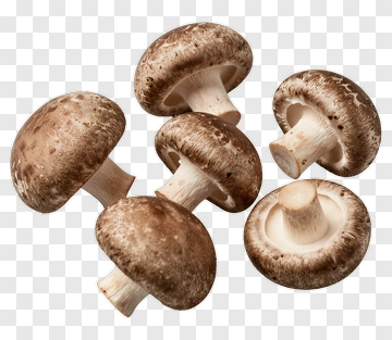 Shiitake Mushrooms PNG