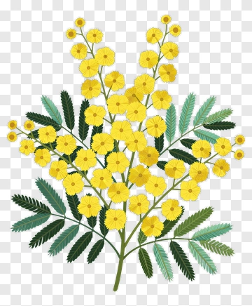 Acacia Flowers With Green Leaves PNG