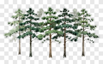 Pine Trees In A Misty Forest PNG